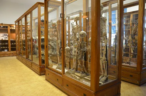 Od koster k plastinátům - foto 1