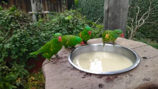 Oktáva v Zoo Praha
