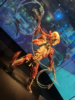 Od koster k plastinátům - foto 5