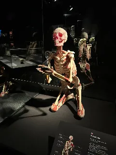 Od koster k plastinátům - foto 8
