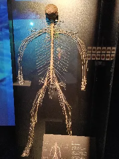 Od koster k plastinátům - foto 2